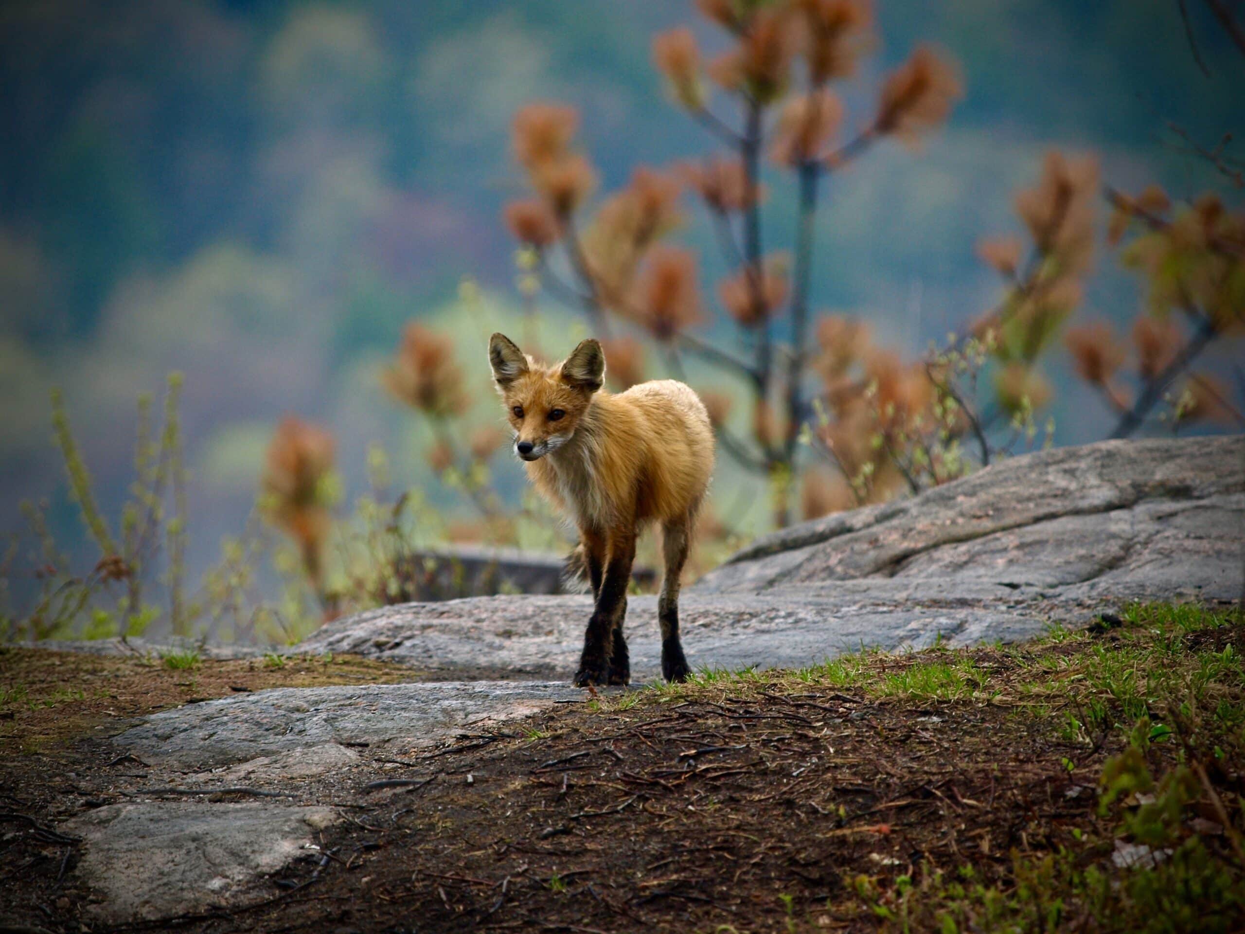 Entrance A modern, two story wood clad building with curved glass walls inspired by the traditional wigwam used by the Algonquin people.